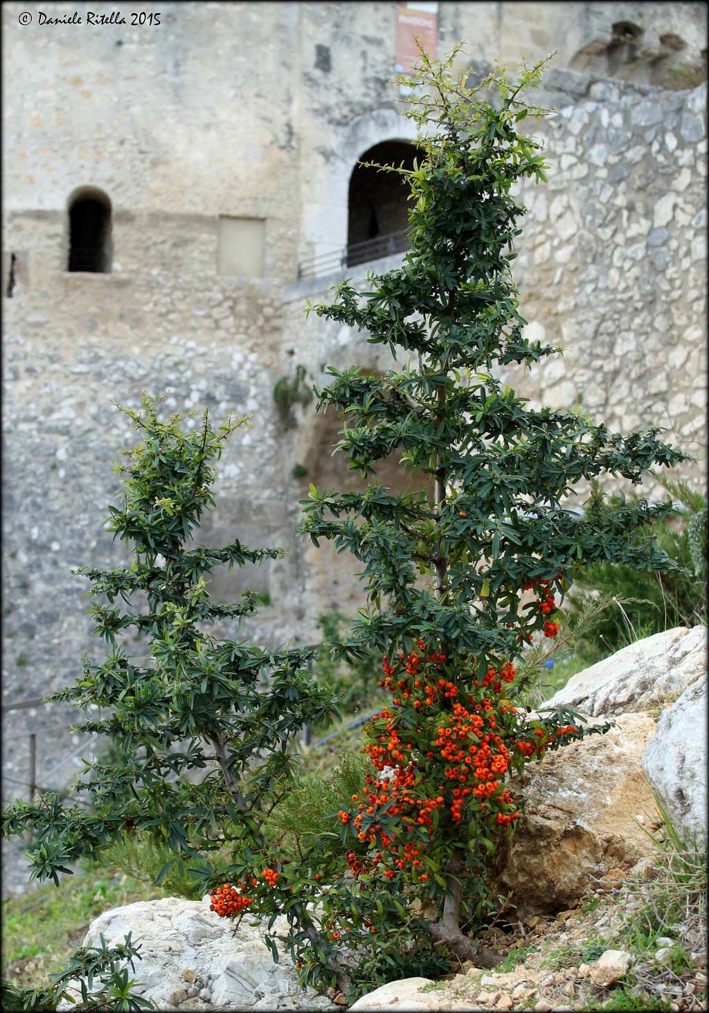 Pyracantha angustifolia